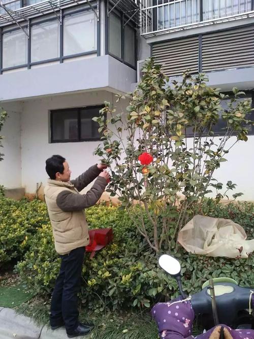 大红灯笼高高挂，梦想城年味浓浓——颂旭物业用心点亮幸福年